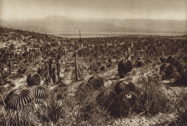 Mexico: Sierra de Tehuacan, En la parte anterior Echinocactus grandis von Hugo Brehme