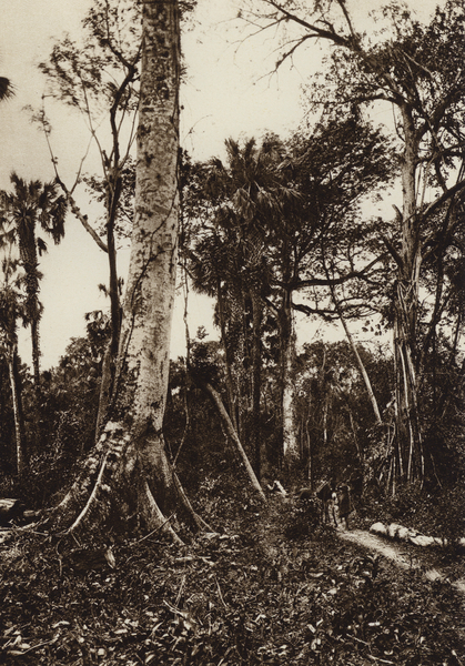Mexico: Tamasopo, Panorama de floresta virgen von Hugo Brehme