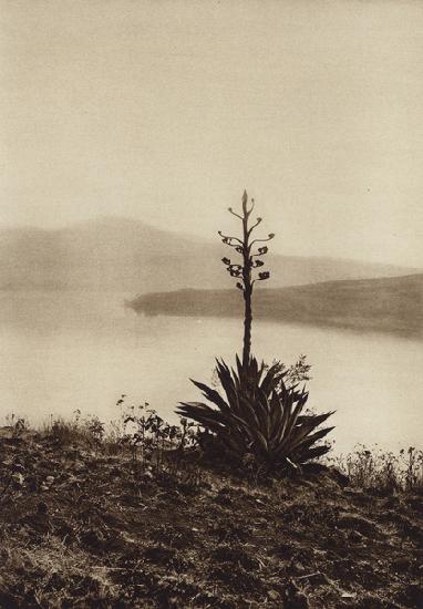 Mexico: Orilla del Lago Chapala con agaves en flor