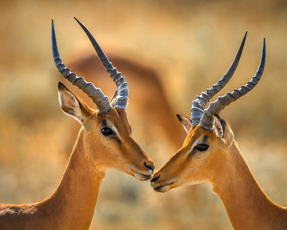 Brothers von Hung Tsui