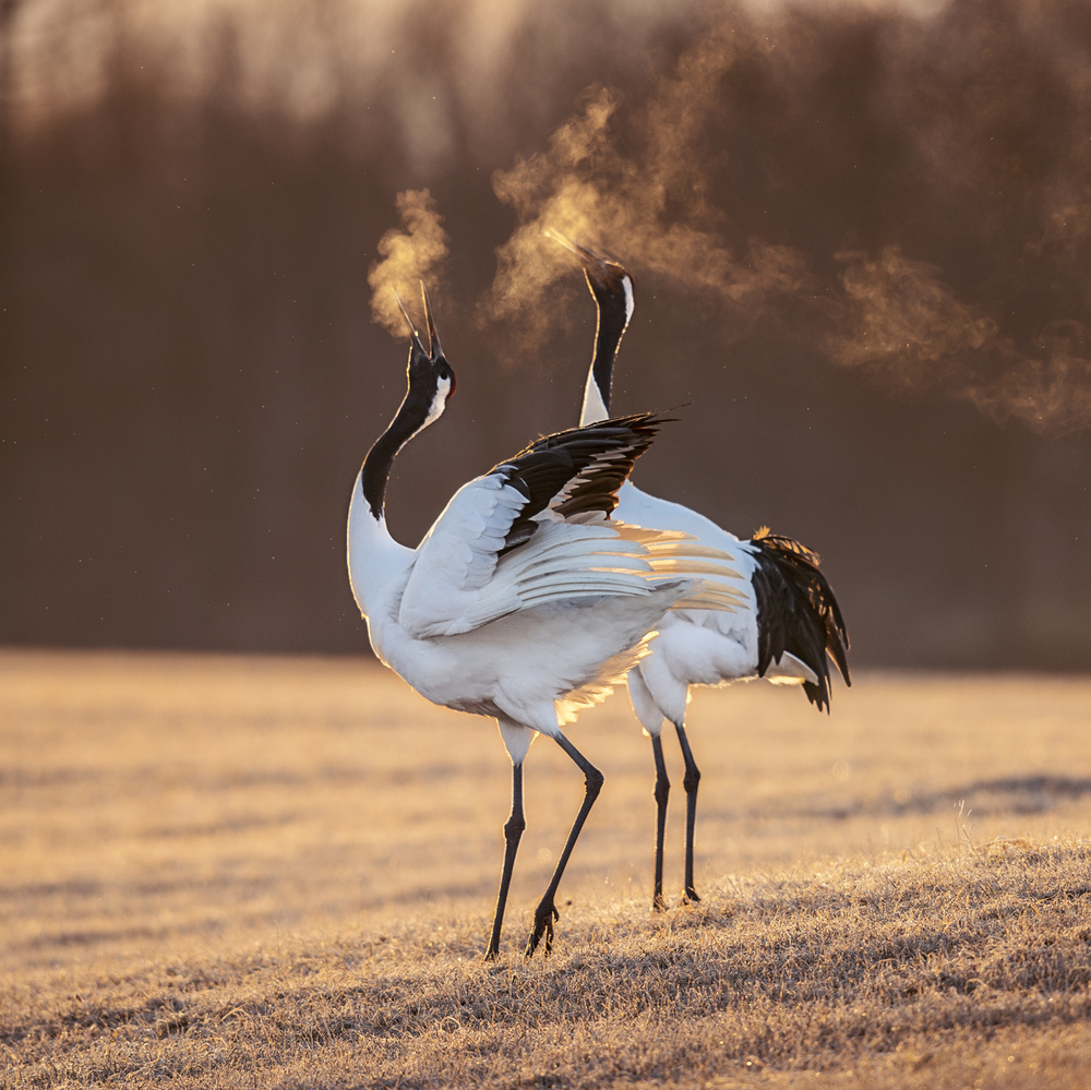 One life one love von Hung Tsui