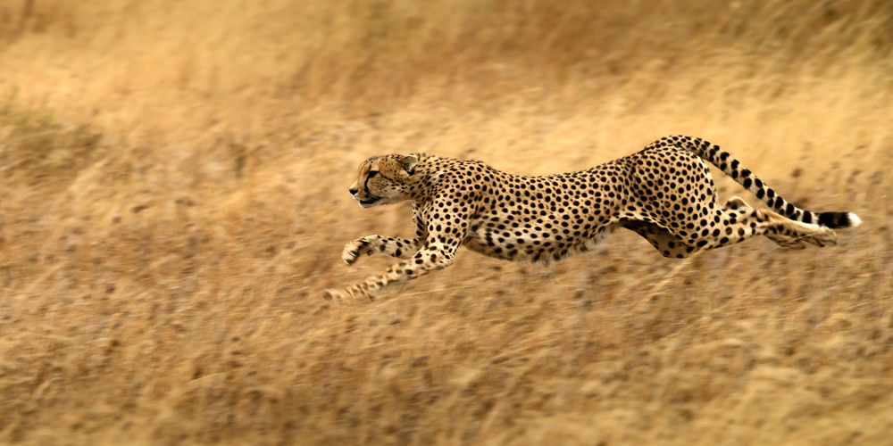 Hunting von Hung Tsui