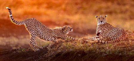 Two cheetahs