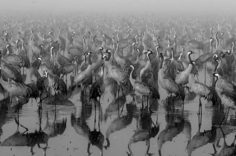 Crosspoint von Ido Meirovich