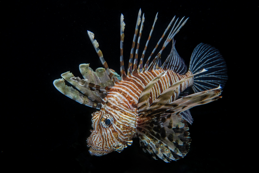 Night predator von Ido Meirovich