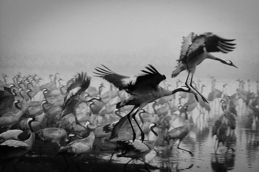 Trio von Ido Meirovich