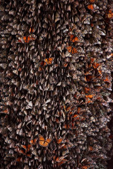Monarch Butterflies during hibernation