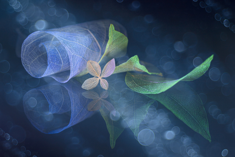 Madness von Igor Kopcev