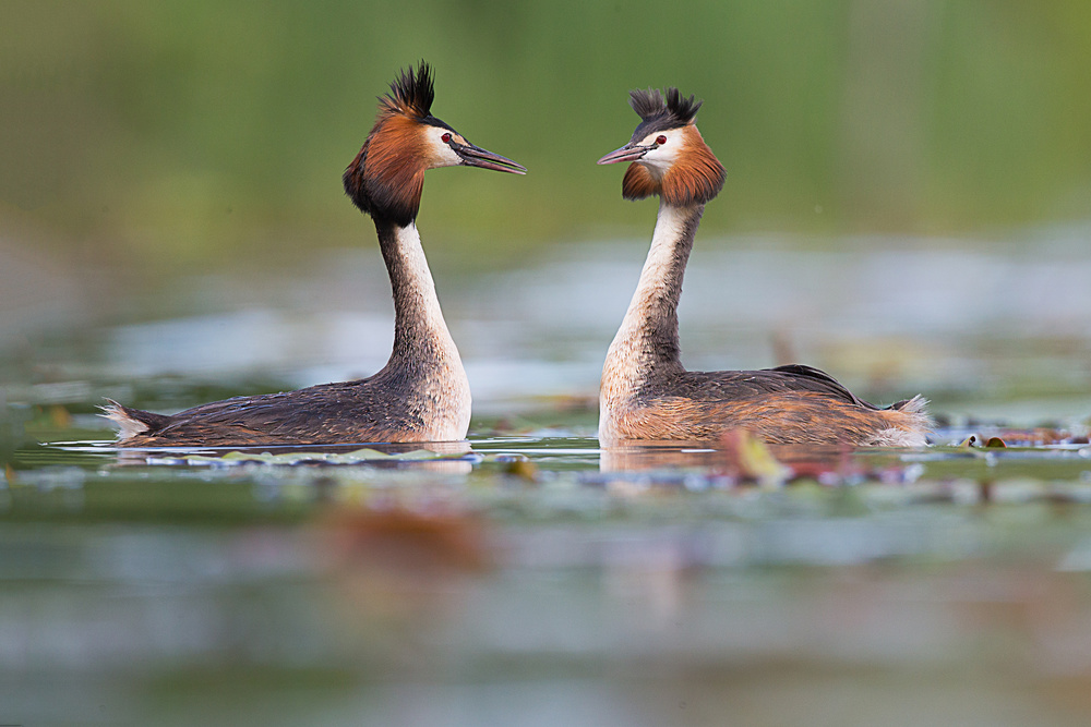 just married von Igor Rossetto