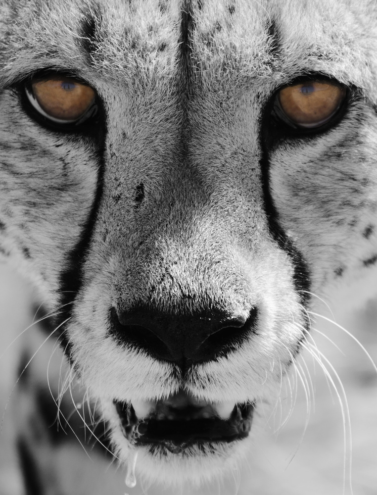 untitledl von Igor Rossetto