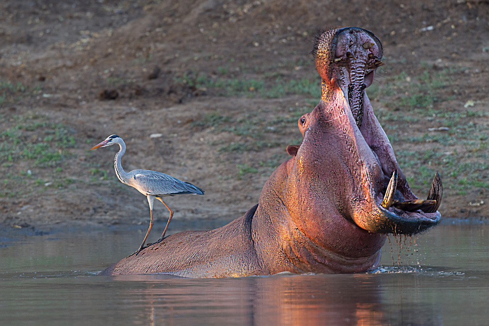 hitch-hiking von Igor Rossetto
