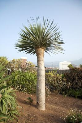 canarian palm