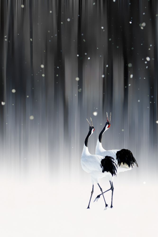 Frohes neues Jahr von Ikuo Iga