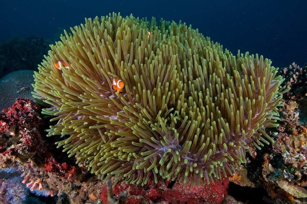 Anemone von Ilan Ben Tov