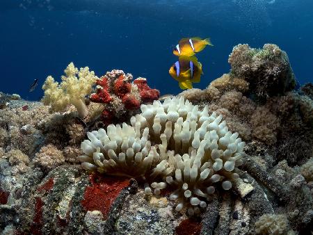 Anemone and Anemonefish