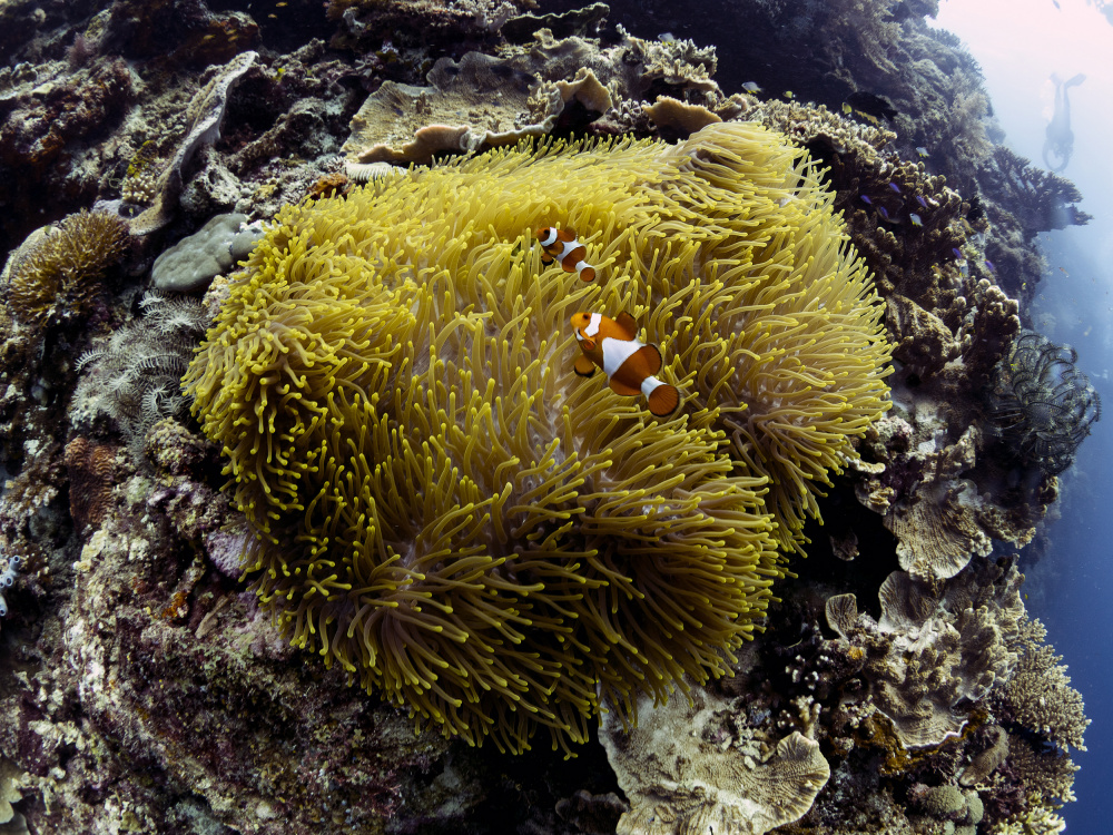 Anemone and Anemone Fish von Ilan Ben Tov