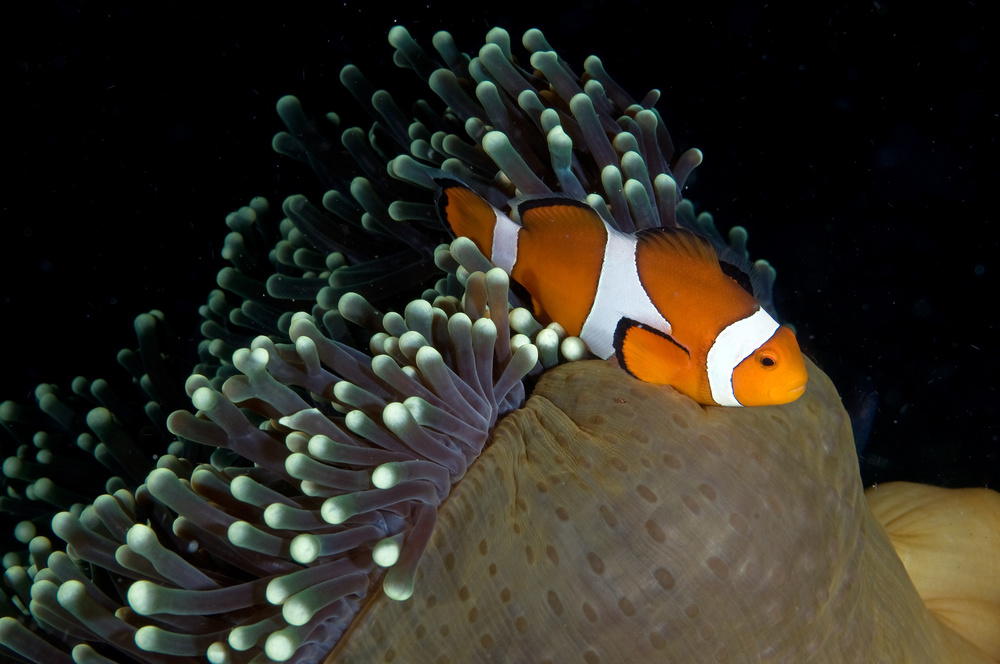 Clownfish von Ilan Ben Tov