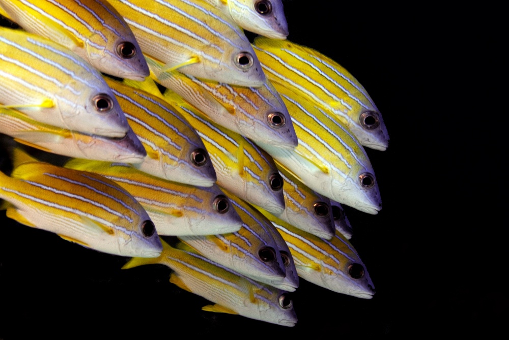 Fish von Ilan Ben Tov