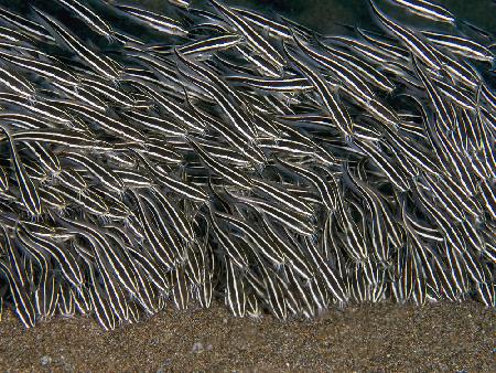 Striped Eel Catfish