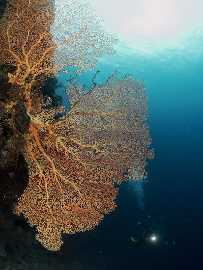 Gorgonia and a diver