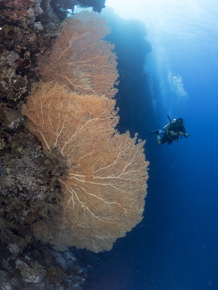 Gorgonian Coral and a diver von Ilan Ben Tov