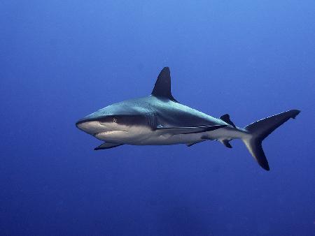 Grey Reef Shark  (Carcharhinus amblyrhynchos)