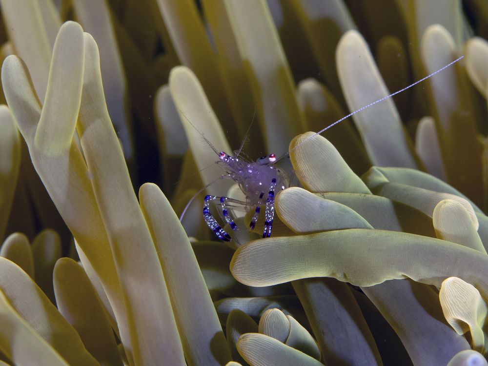 Peeping Shrimp von Ilan Ben Tov