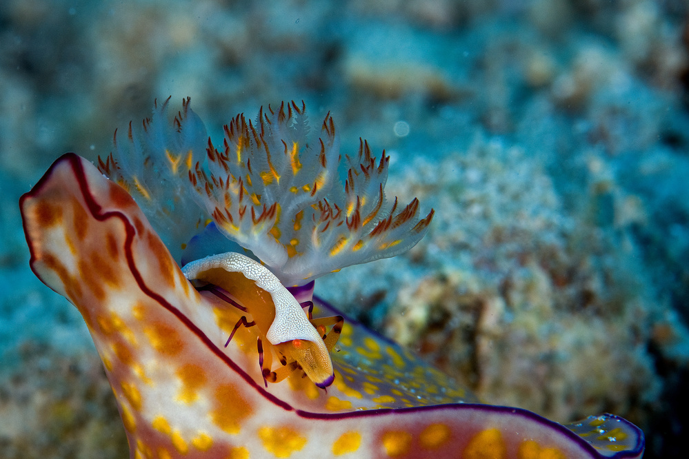 Emperor Shrimp von Ilan Ben Tov