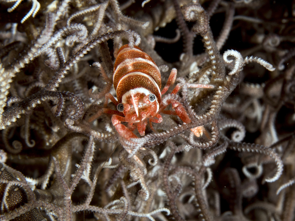 Basket Star Shrimp von Ilan Ben Tov