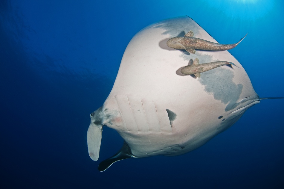 Manta Ray and Remoras von Ilan Ben Tov