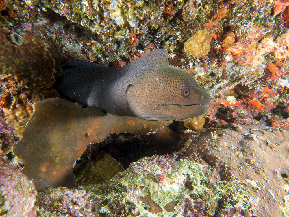 Moray Eel von Ilan Ben Tov