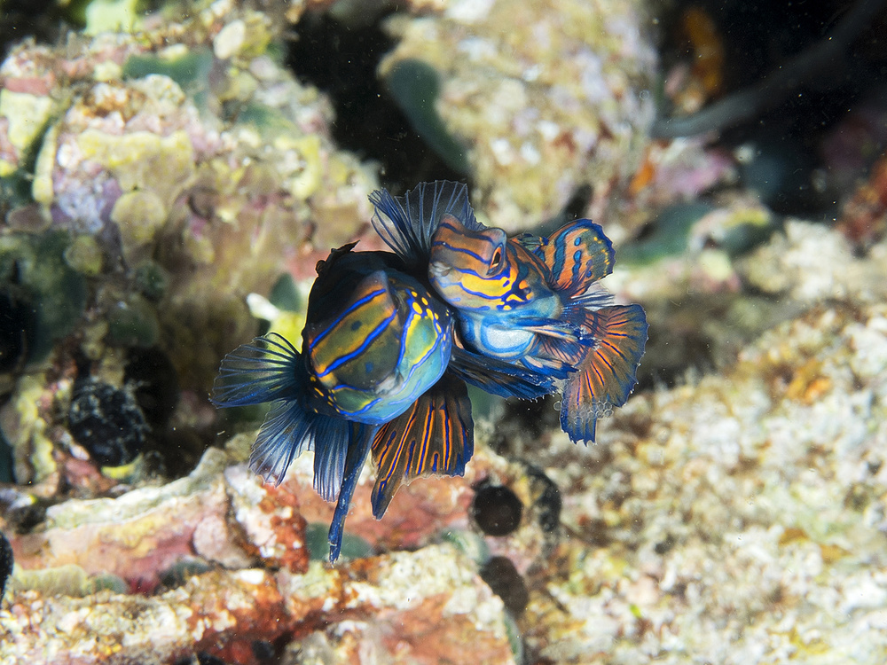 Mating Mandarin Fish von Ilan Ben Tov