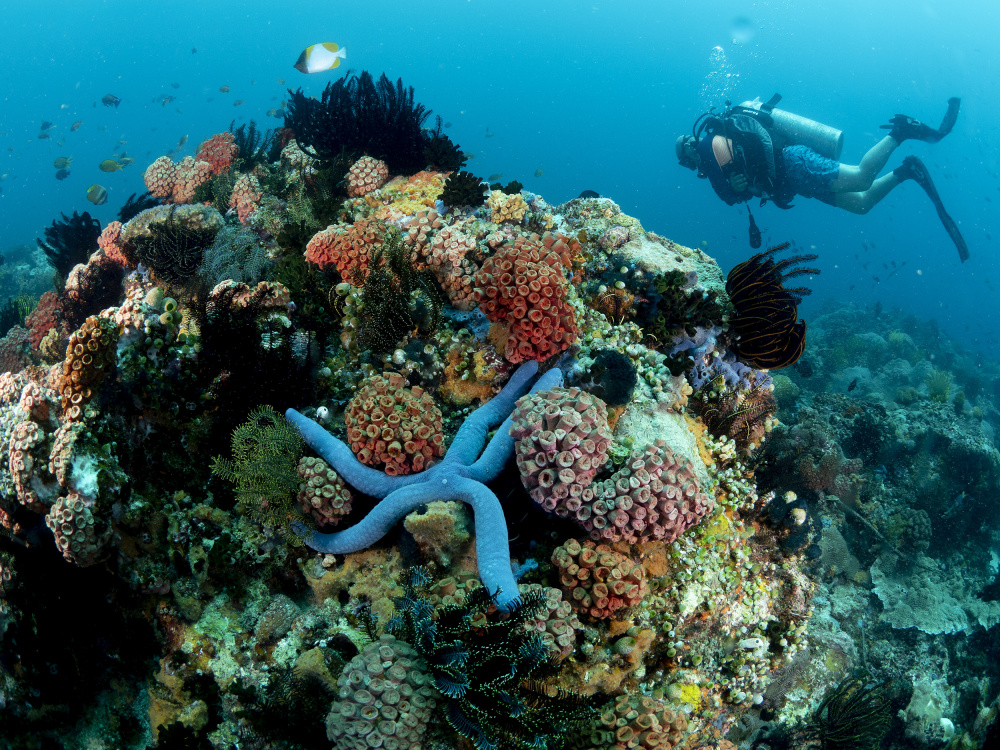 Reffscape von Ilan Ben Tov