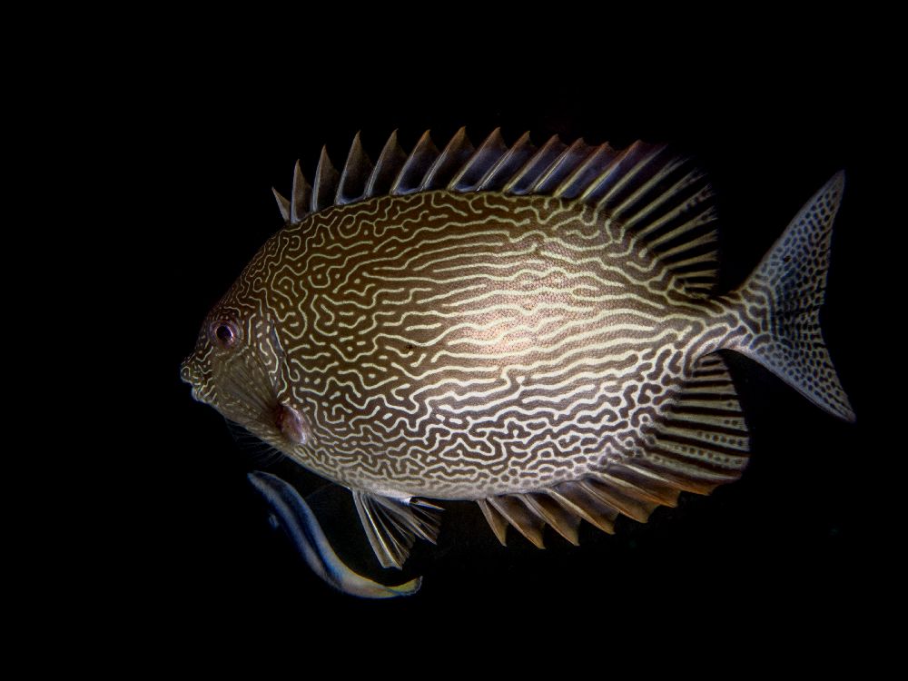 Reinigungsstation von Ilan Ben Tov