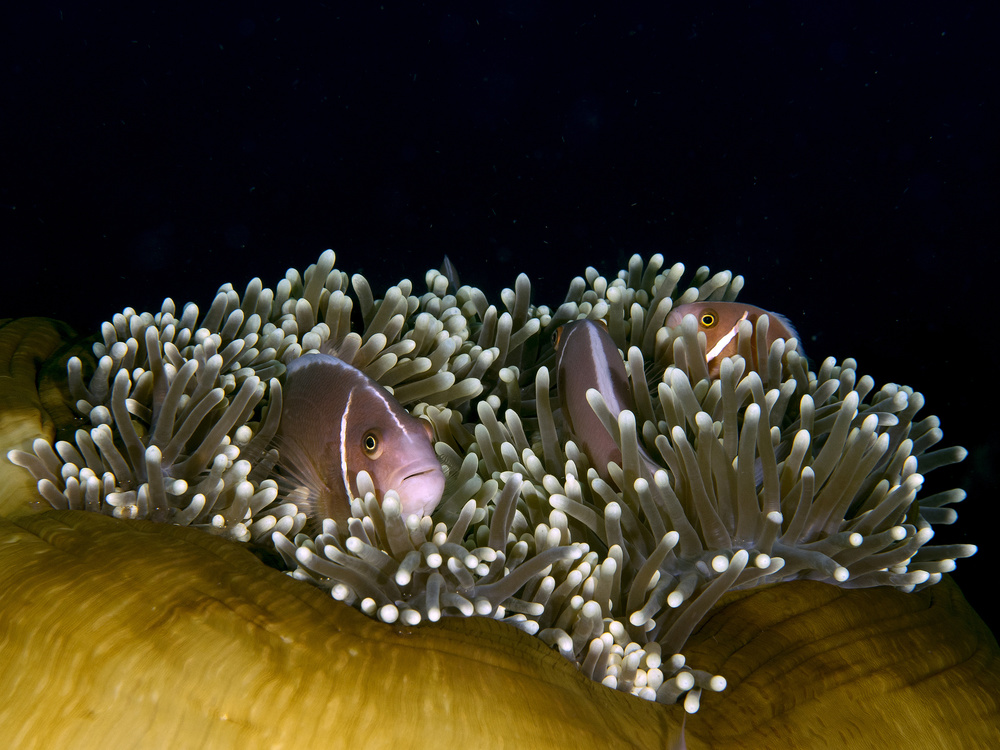 Skunk Anemonefish von Ilan Ben Tov