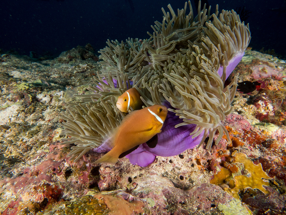 Skunk Anemonefish von Ilan Ben Tov