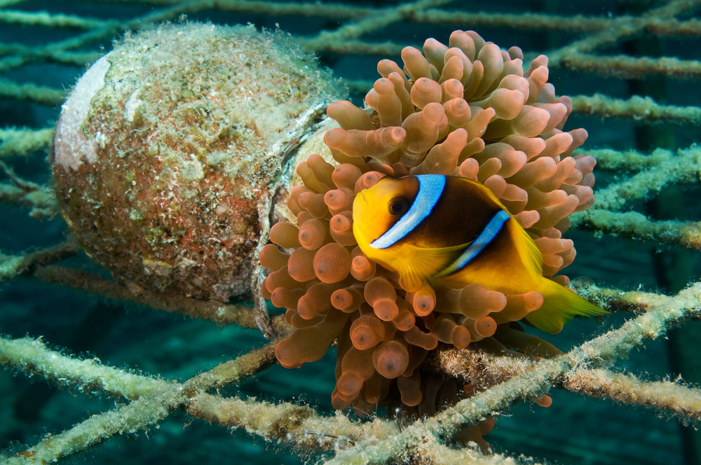 Vased Anemone von Ilan Ben Tov