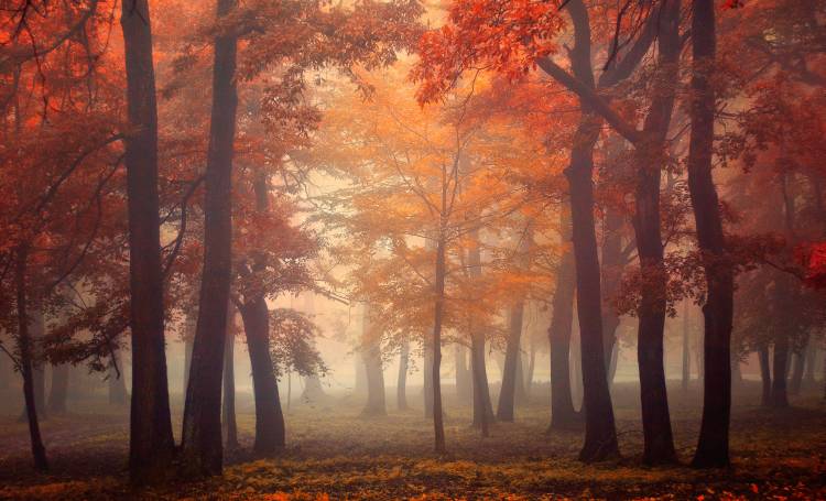 Feel von Ildiko Neer