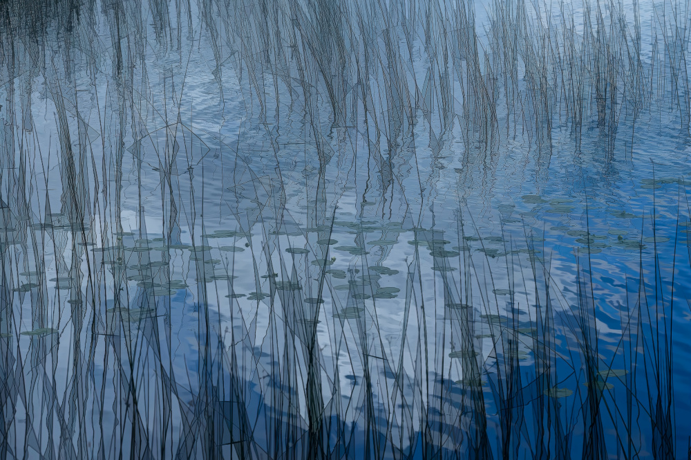 Abstract riet von Ina Bouhuijzen