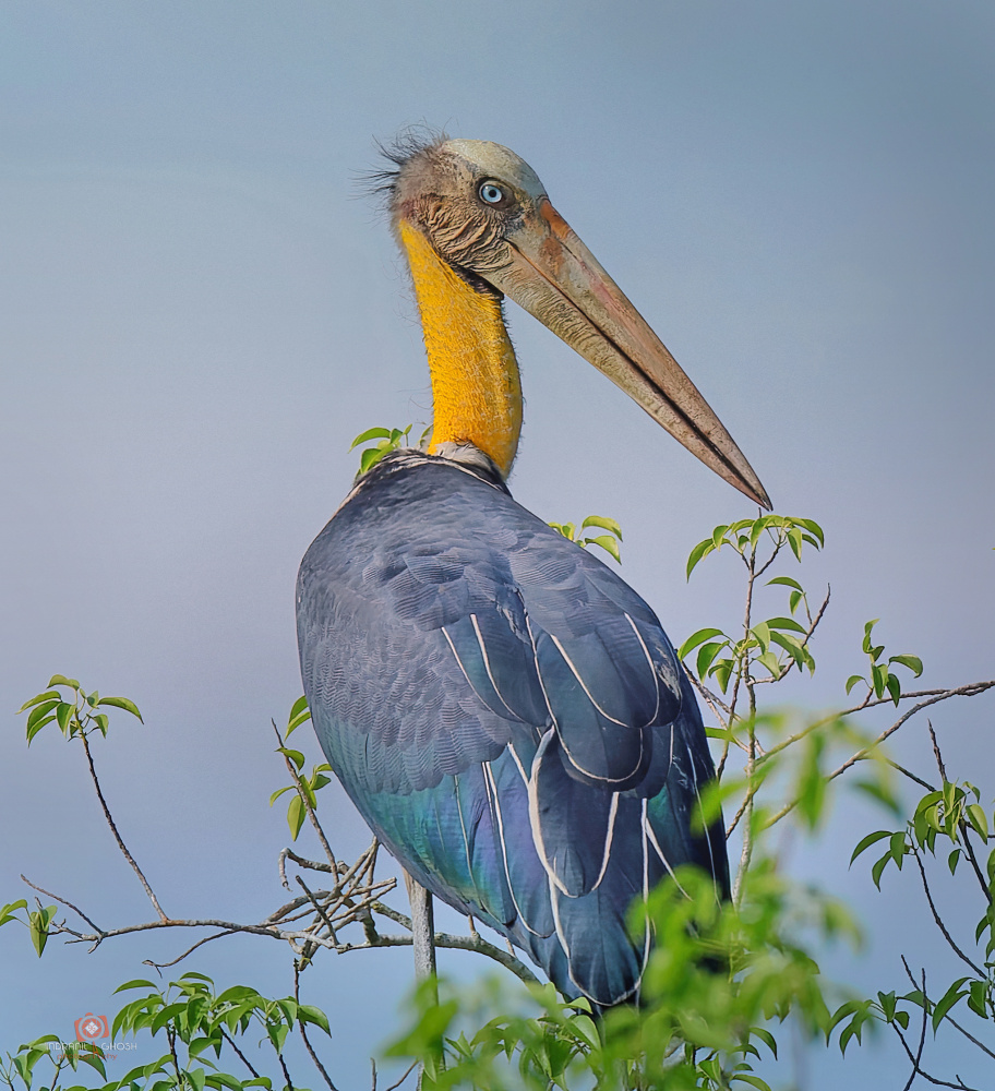 Lesser Adjutant von Indranil Ghosh