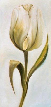 Weiße Tulpe 3