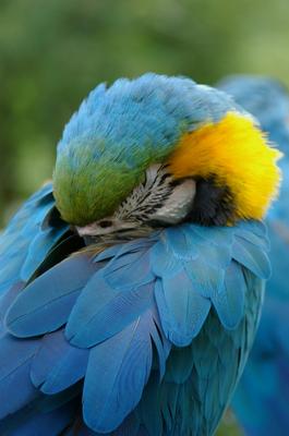 GEFIEDER von Ingrid Koch