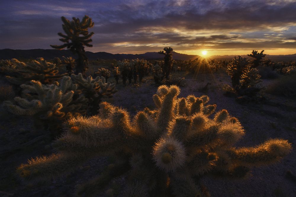 Cholla-Garten von Inigo Cia