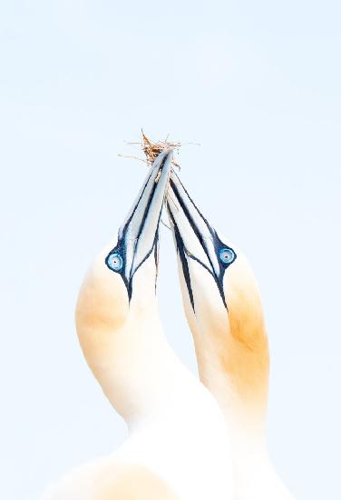 Gannets in love