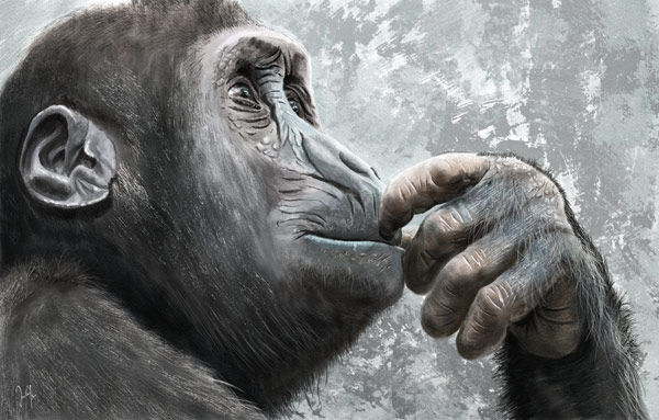 Rotpeter von Georg Ireland