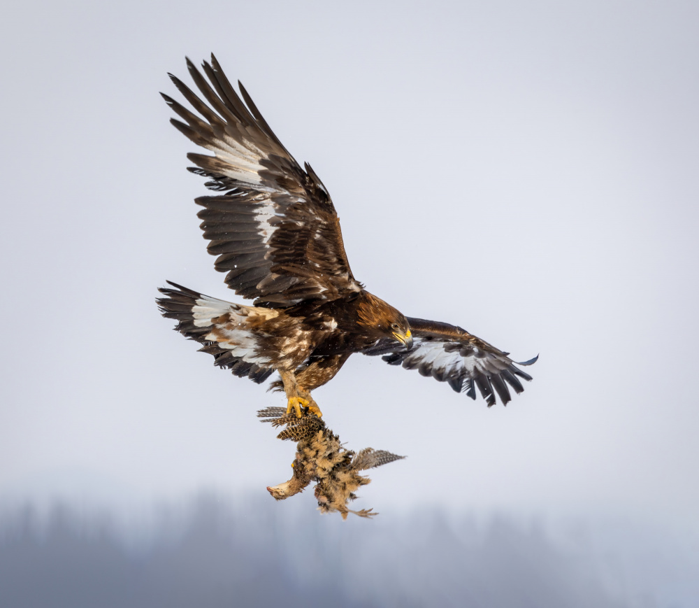 Catching von Irene Wu