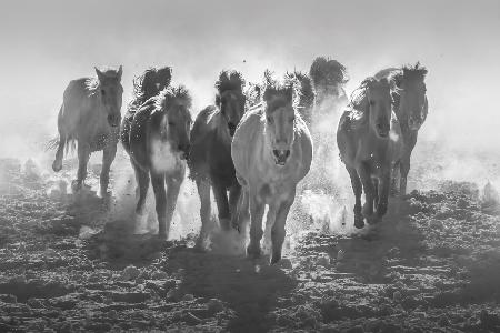 Galloping Horses In Snowy Field