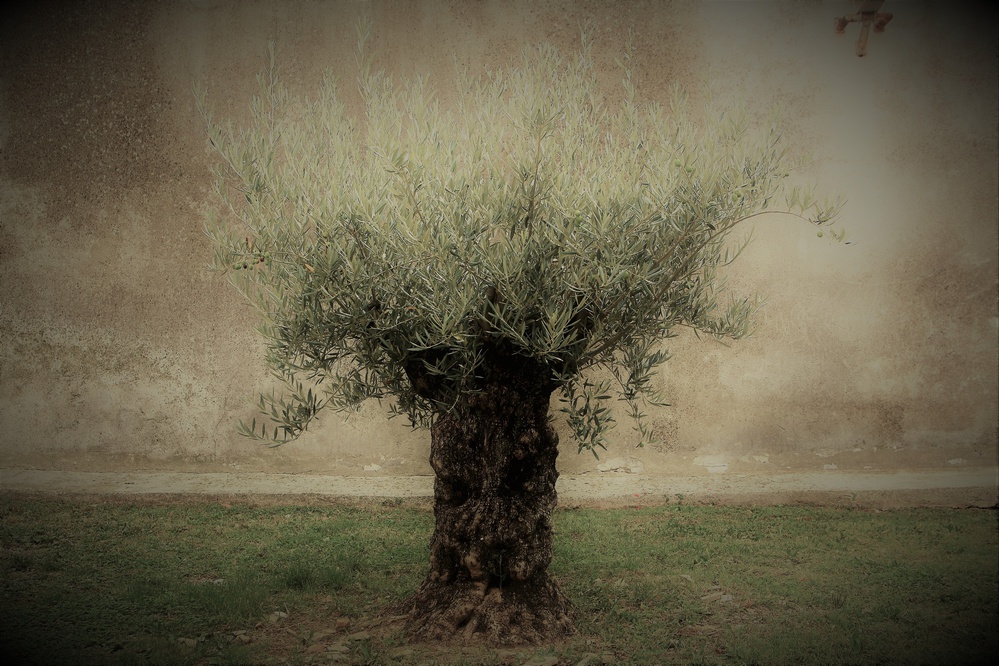 Olive von Irma Warth