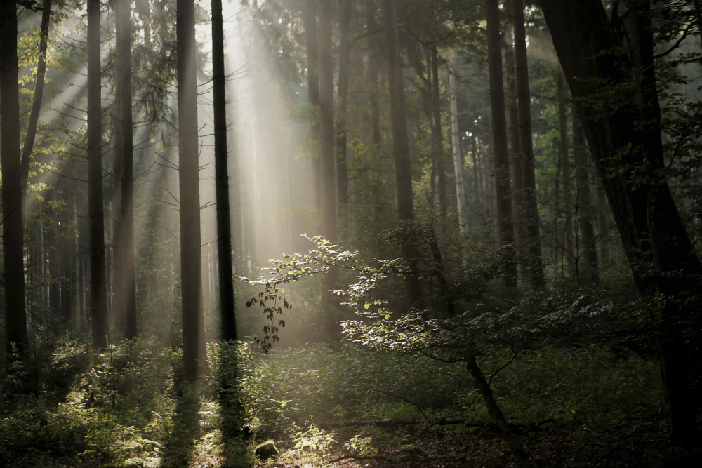 forest bathing von Irma Warth