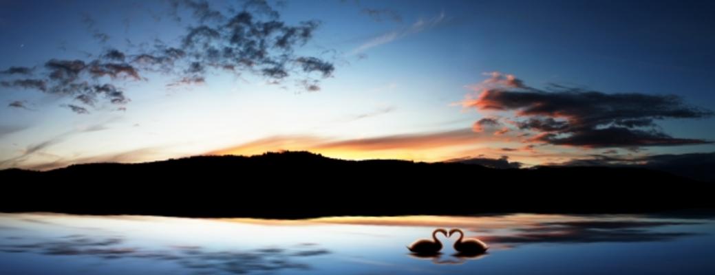 Schwäne im Gegenlicht von Isabella Lerche